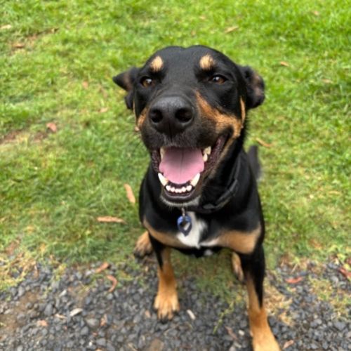 No photo for Timmy   3 Year Old Kelpie 