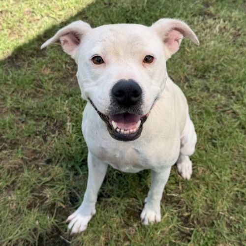 No photo for Ellie Imp 167