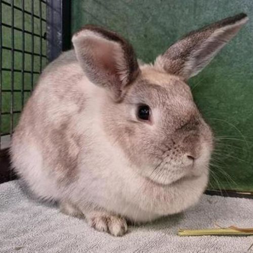 Mayo (bonded To Ketchup)