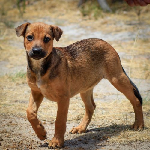 No photo for Frankie