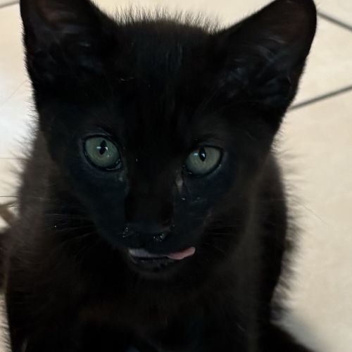 No photo for Toasty & Phantom