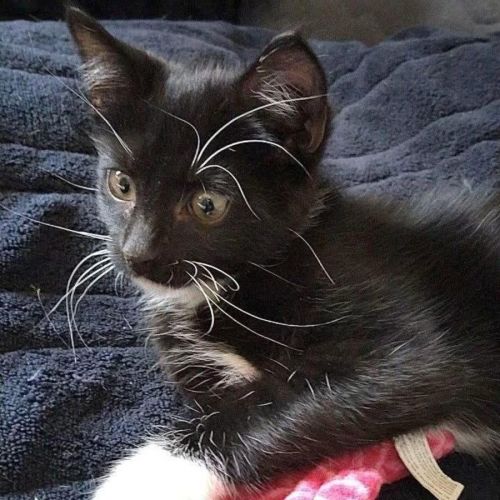 No photo for 13508   Max Roka