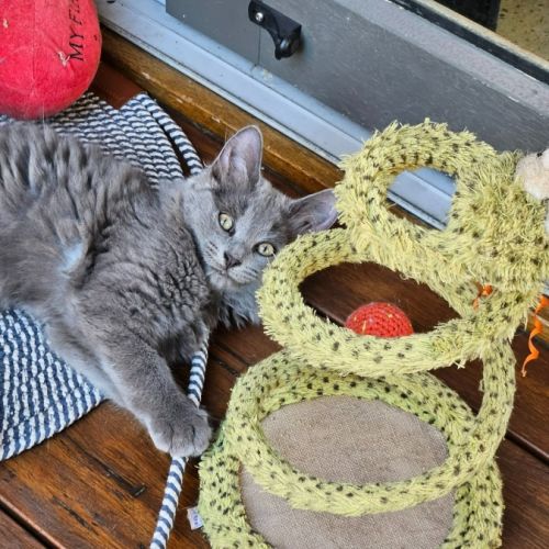 Buddy ** 2nd Chance Cat Rescue **