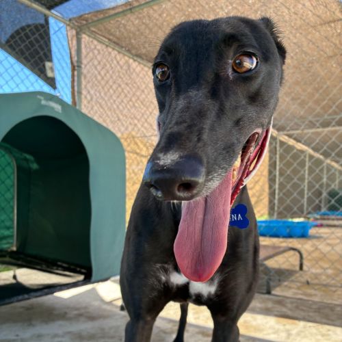 No photo for Senna The Greyhound