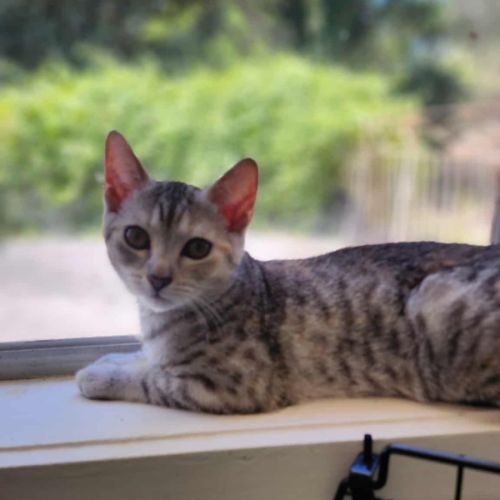 No photo for Talli   In Foster Care In Healesville