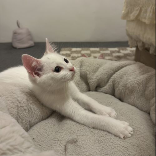 Paneer (with Halloumi)