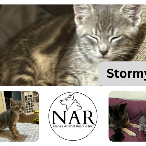 No photo for Stormy