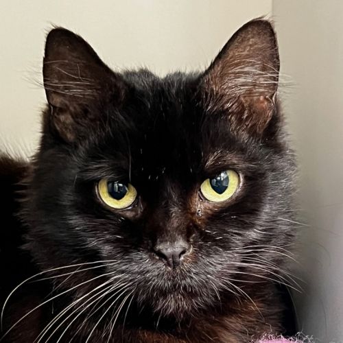 No photo for Tiramisu