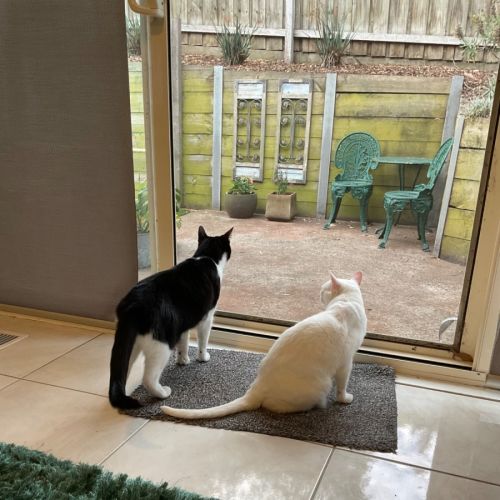 No photo for Bella & Bello