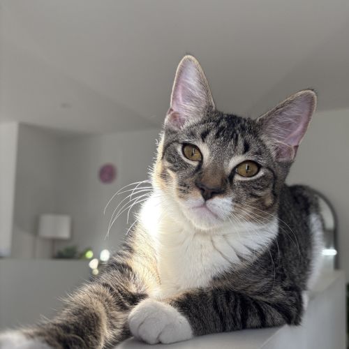Freddie