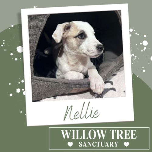 Nellie