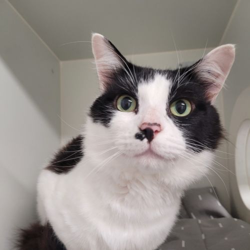 No photo for Charlie Chaplin 