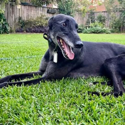 Jenny, they greyhound