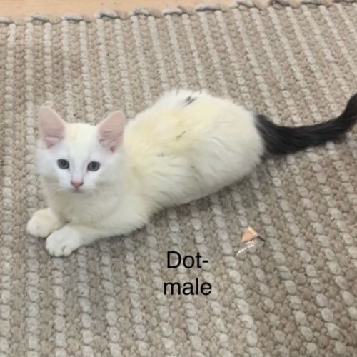 Dot meet me@Petstock Clyde store