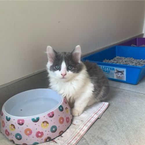 Smokey meet me@Petstock Clyde north store