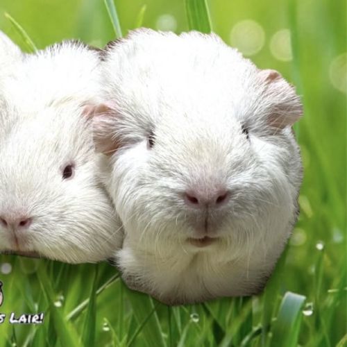 Myrtle, Tina & Cinderella