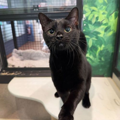 No photo for Nebular