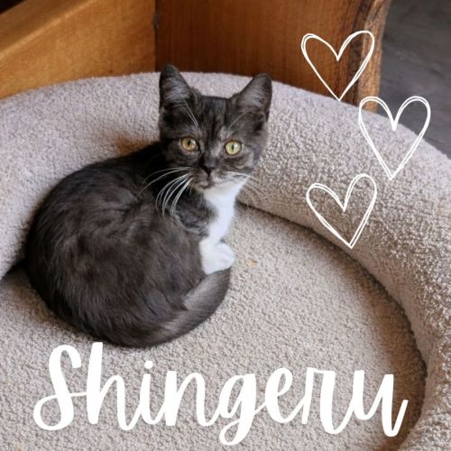 No photo for Shingeru 🐾 ❤️