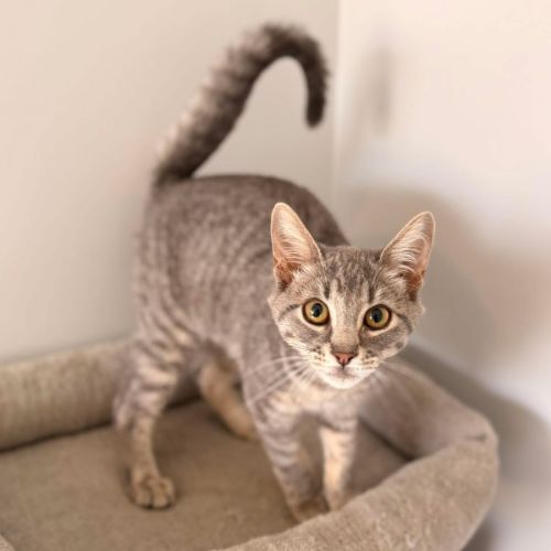 13380 - Cheeky Chops