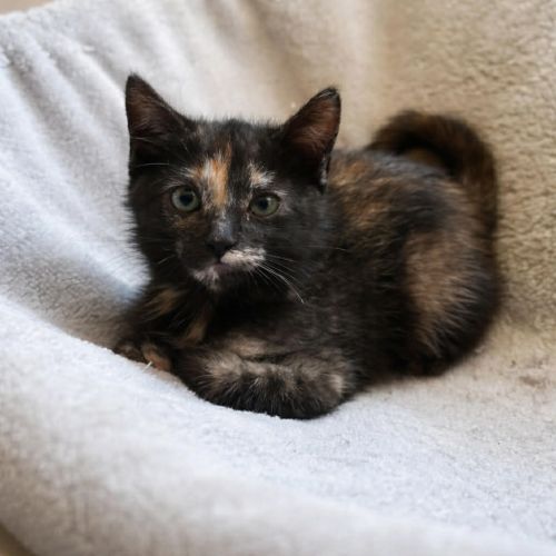 No photo for Tabitha