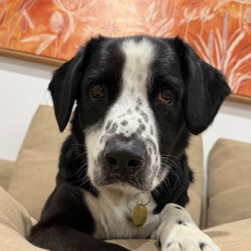 No photo for Boswell