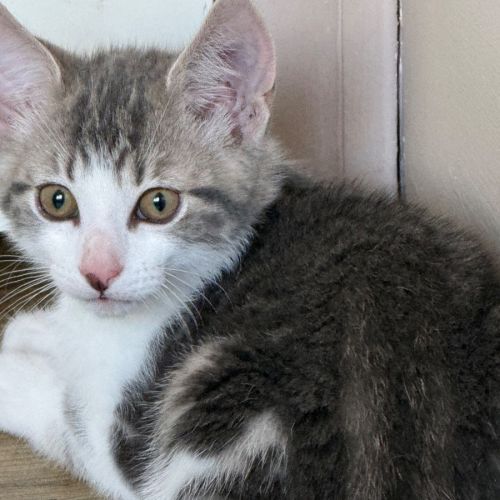 Bazil meet me at Petstock Keysborough