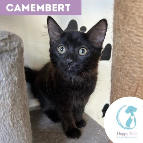 No photo for Camembert