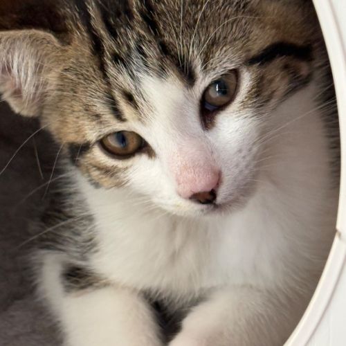 Herb meet me@petstock keysborough store