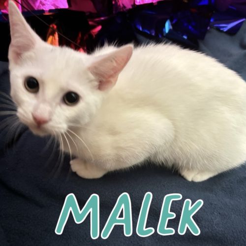 Malek