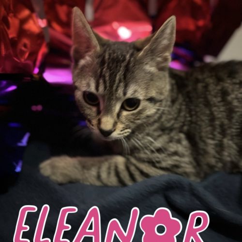 Eleanor