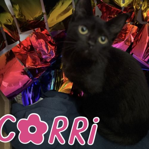 Corri