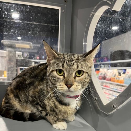 No photo for Mittens 💕