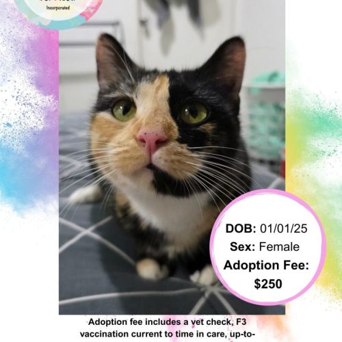 No photo for Calypso