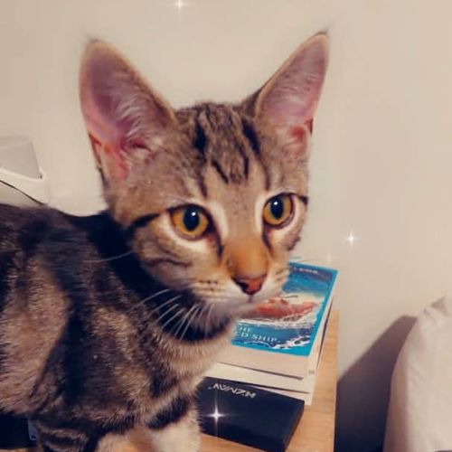 No photo for Waffles