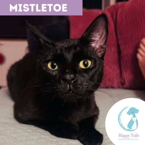 No photo for Mistletoe