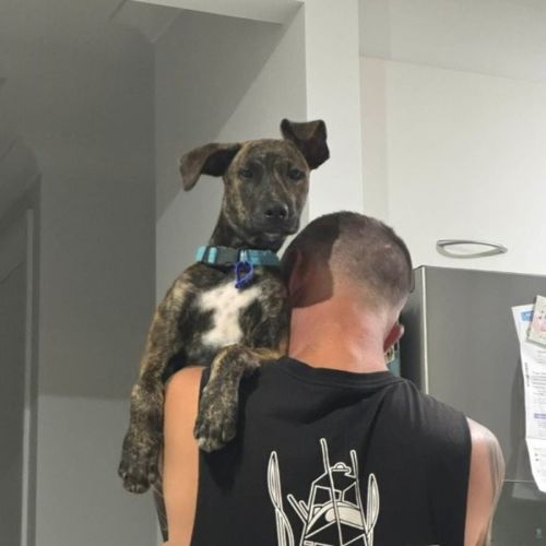 Remi - 5 Month Old Bull Arab X