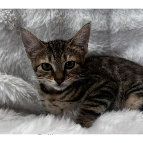 No photo for 13276   Calliope