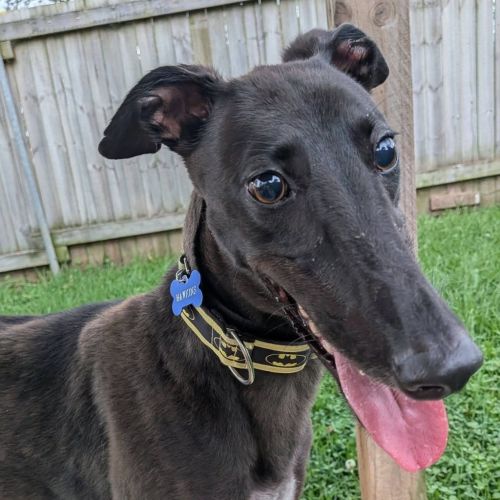 No photo for Hawkins The Greyhound