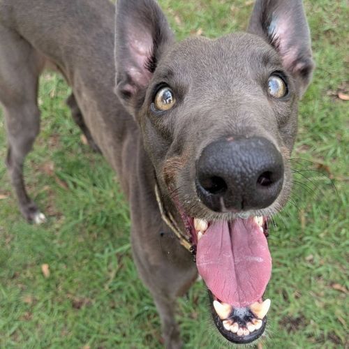 No photo for Hobi The Greyhound