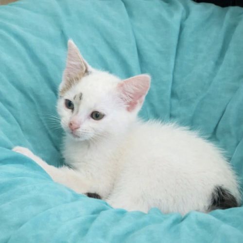 No photo for Mac Kenzie