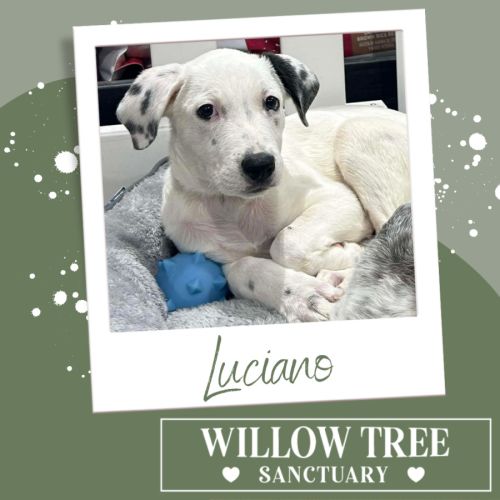 No photo for Luciano