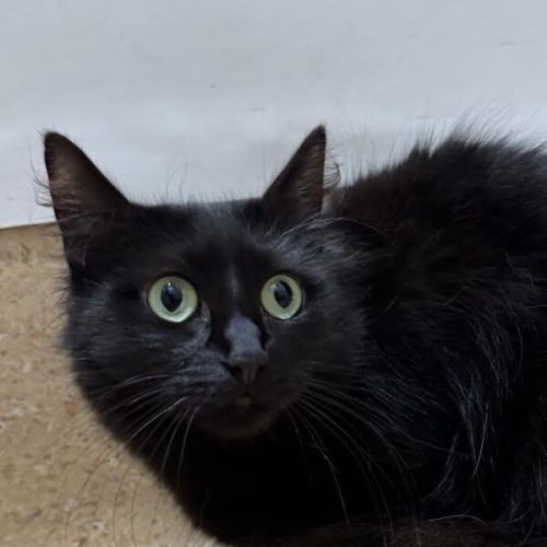 No photo for Blackberry