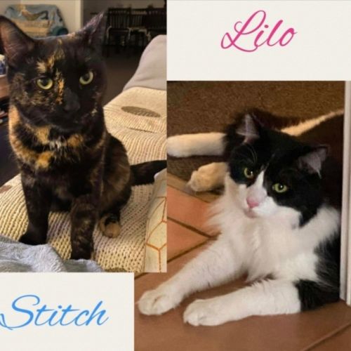 No photo for Lilo & Stitch