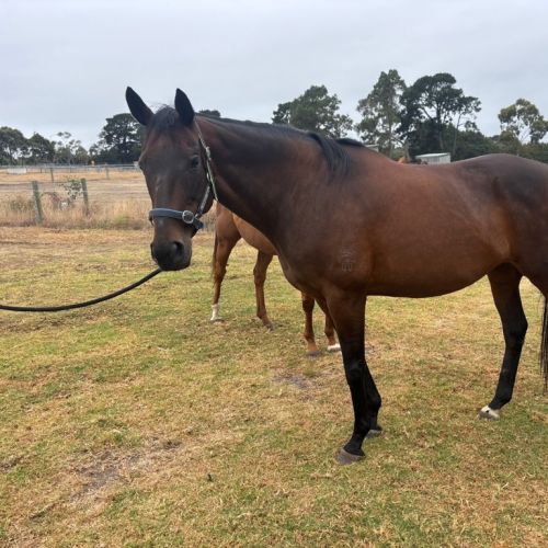 No photo for Chase The Dame 