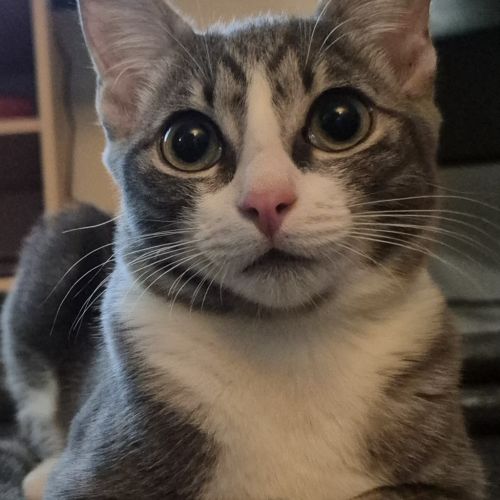 No photo for Lumi