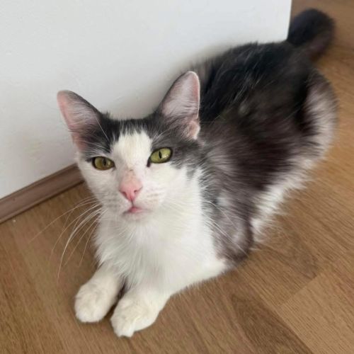 No photo for 13481   Mummy Tat