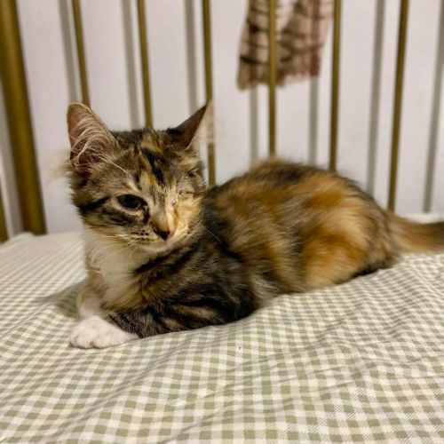 No photo for 13014   Pink