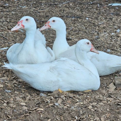 Hughie, Dewey & Louie