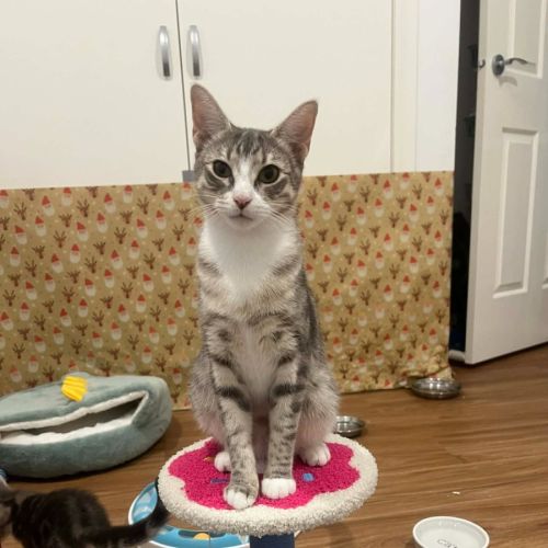 No photo for Lulu   In Foster Care In Doreen