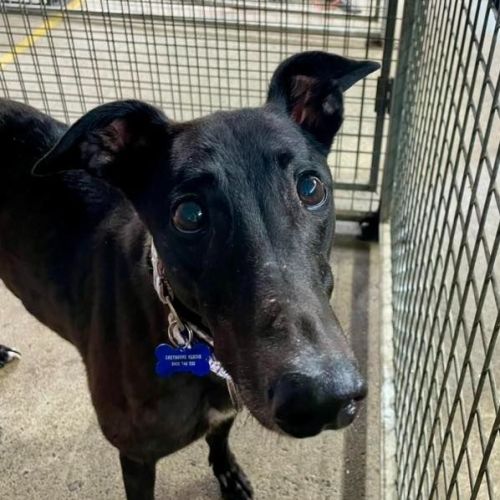 No photo for Beetlejuice The Greyhound